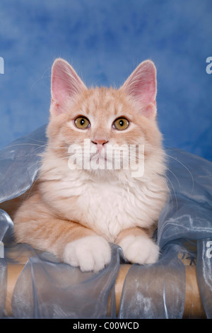 Sibirische Katze / Siberian Forest Cat Stock Photo