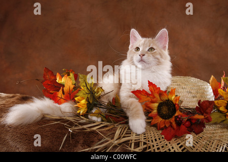 Sibirische Katze / Siberian Forest Cat Stock Photo