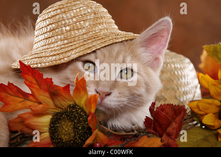Sibirische Katze / Siberian Forest Cat Stock Photo