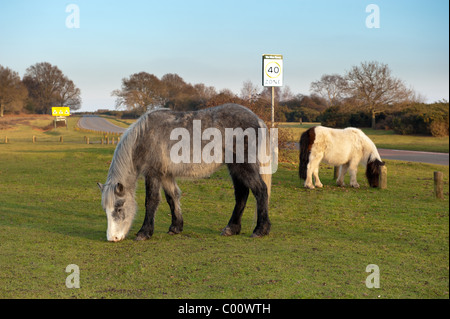 New Forest ponies grazing grass by  the roadside at Godshill New Forest Stock Photo