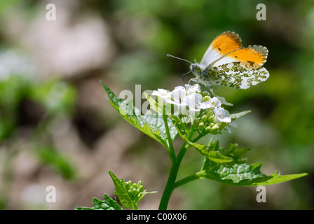 Male orange tip butterfly (Anthocharis cardamines) feeding on white garlic mustard flower (Alliaria petiolata)