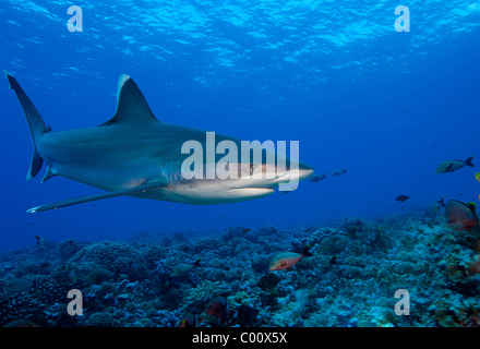 Silvertip shark swims above reef top Stock Photo