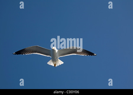 Seagull Larus canus flying blue sky Stock Photo