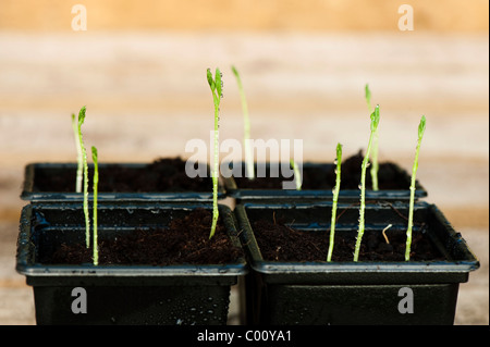 Sweet Pea 'Painted Lady', Lathyrus odoratus, seedlings Stock Photo
