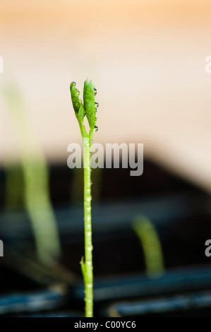 Sweet Pea 'Painted Lady', Lathyrus odoratus, seedling Stock Photo