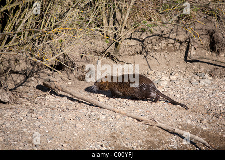 A mature coypu heading for its burrow on a bank of the Allier river (France). Ragondin adulte se dirigeant vers son terrier. Stock Photo