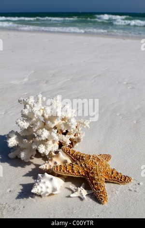 Collection of shells, coral and starfish sit on the beach with a background of blue water and breaking waves. Stock Photo