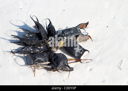 Skate egg cases, also called lost purses, devil's pocketbook, devil's purses and sailor's purses, which are the egg capsule. Stock Photo