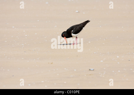 Pied oystercatcher ( Haematopus longirostris ) catching worm at low tide on beach Stock Photo