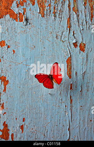 Red butterfly on old blue wall Stock Photo