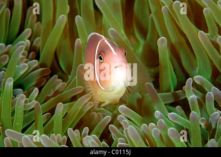 a pink anemonefish, Amphiprion perideraion, swimming in the tentacles of its sea anemone. Uepi, Solomon Islands Stock Photo