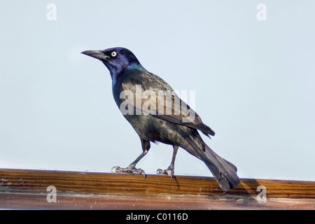 Great-tailed Grackle (Quiscalus mexicanus) Stock Photo