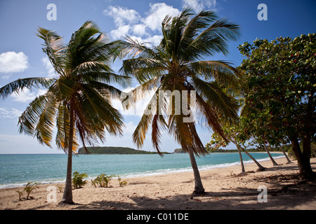 Sunbay beach in Vieques Island, Puerto Rico. Stock Photo