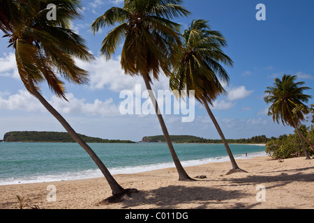 Sunbay beach in Vieques Island, Puerto Rico. Stock Photo