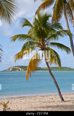 Sunbay beach in Vieques Island, Puerto Rico. Stock Photo