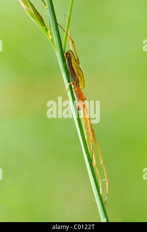Macro of  aspider (Tetragnatha extensa) on a stem of grass Stock Photo