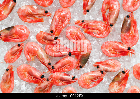 Photo of fresh whole prawns or shrimps on crushed ice. Stock Photo
