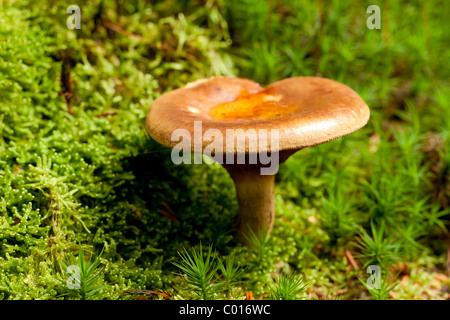 Brown roll-rim mushroom (Paxillus involutus) Stock Photo