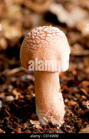 Panther cap mushroom (Amanita pantherina) Stock Photo