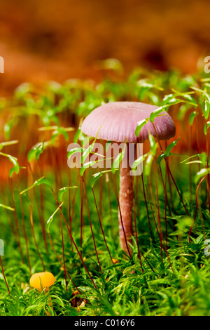 Amethyst Deceiver mushroom (Laccaria amethystina)