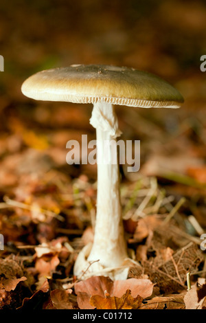 Death cap mushroom (Amanita phalloides) Stock Photo