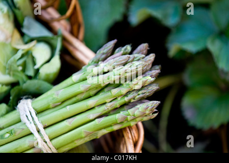A bunch of asparagus in a basket of fresh vegetables