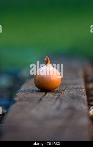 An onion in a garden Stock Photo