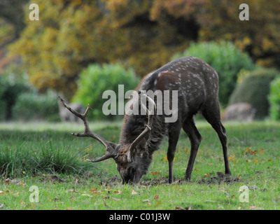 A young deer eating grass. Stock Photo