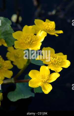 Marsh Marigolds or Kingcup Caltha palustris Stock Photo