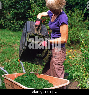 Older woman after mowing the lawn emptying grass cuttings for composting into a wheelbarrow to recycle in her vegetable compost bin in her garden in Wales UK   KATHY DEWITT Stock Photo
