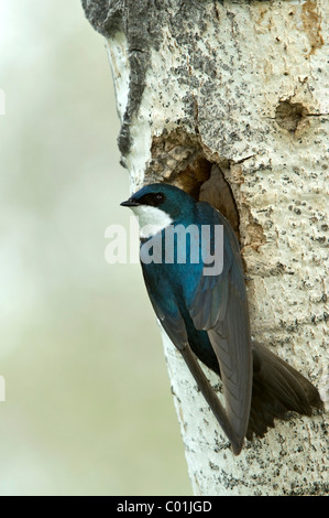 Tree Swallow (Tachycineta bicolor), Grand Teton National Park, Wyoming, USA, North America Stock Photo