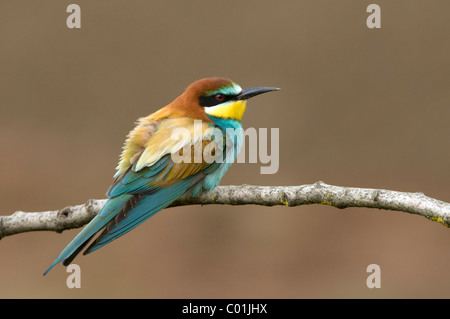 Bee-eater (Merops apiaster), Pinkafeld, Burgenland, Austria, Europe Stock Photo