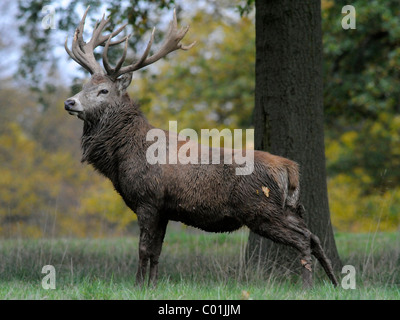 An adult male red deer stag partly covered in mud. Stock Photo