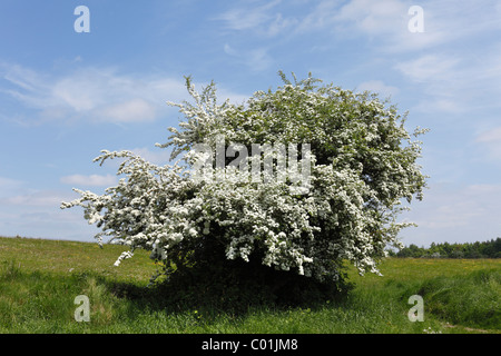 Common Hawthorn (Crataegus monogyna), Ireland, Europe Stock Photo