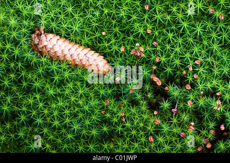 Fir cone in a bed of haircap moss or hair moss (Polytrichum) Stock Photo