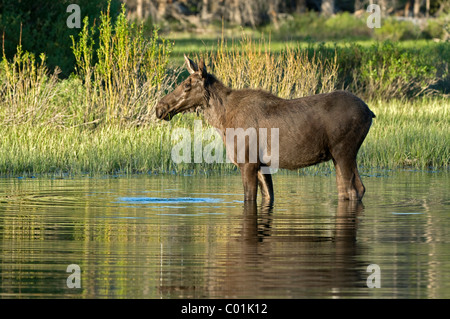 Moose (Alces alces), female, Grand Teton National Park, Wyoming, USA, America Stock Photo
