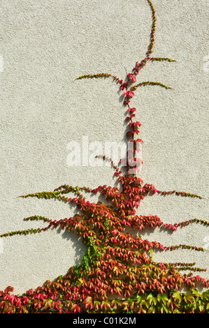 Japanese creeper, Boston ivy, Grape ivy, Japanese ivy (Parthenocissus tricuspidata) on a house wall Stock Photo