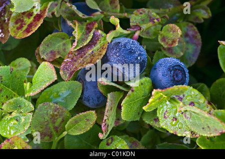 Bilberry (Vaccinium myrtillus), Nockberge National Park, Carinthia, Austria, Europe Stock Photo