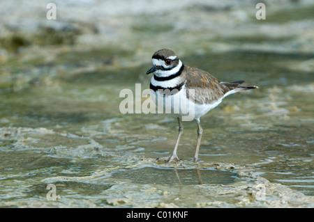 Killdeer (Charadrius vociferus), Yellowstone National Park, Wyoming, USA, North America Stock Photo