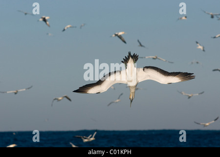 Cape Gannet, Morus capensis, plunge-diving on sardines Stock Photo - Alamy