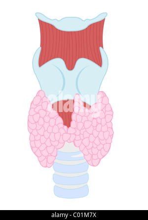 Thyroid Gland Anatomy - Illustration Stock Photo