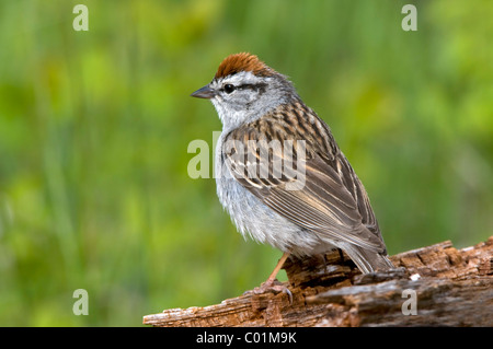 Chipping Sparrow (Spizella passerina), Yellowstone National Park, Wyoming, USA, North America Stock Photo