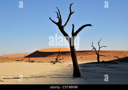 Dead trees in the Dead Vlei, Deadvlei clay pan in the morning light, Namib Desert, Namib-Naukluft National Park, Namibia, Africa Stock Photo