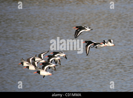 Flock of Oystercatchers, Haematopus ostralegus, on the Menai Strait Stock Photo