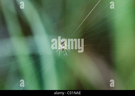 Wasp Spider (Argiope bruennichi) on web, Upper Bavaria, Bavaria, Germany, Europe Stock Photo