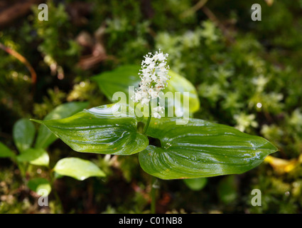 May Lily (Maianthemum bifolium), Germany, Europe Stock Photo