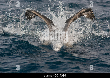 Cape Gannet, Morus capensis Stock Photo