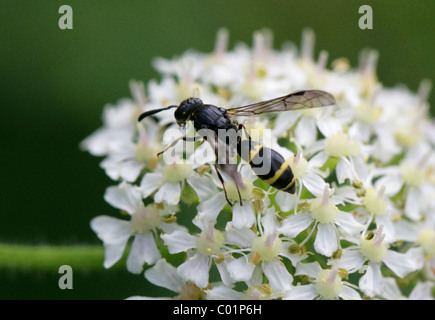 Field Digger Wasp, Argogorytes mystaceus, Sphecidae, Apoidea, Apocrita, Hymenoptera Stock Photo