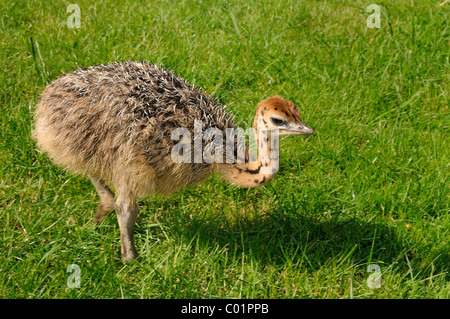 African ostrich (Struthio camelus), chick on an ostrich farm, Thalheim, Oschatz, Saxony, Germany, Europe Stock Photo