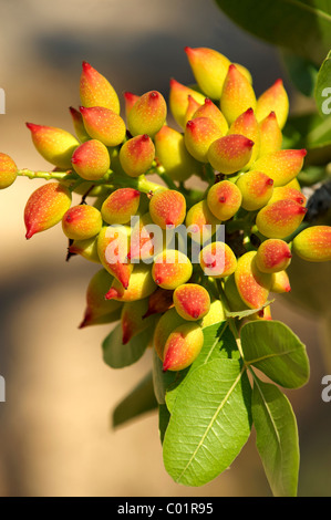 Fresh pistachio nuts growing on bushes. Stock Photo